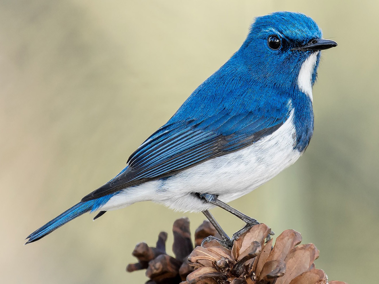 Ultramarine Flycatcher - Natthaphat Chotjuckdikul