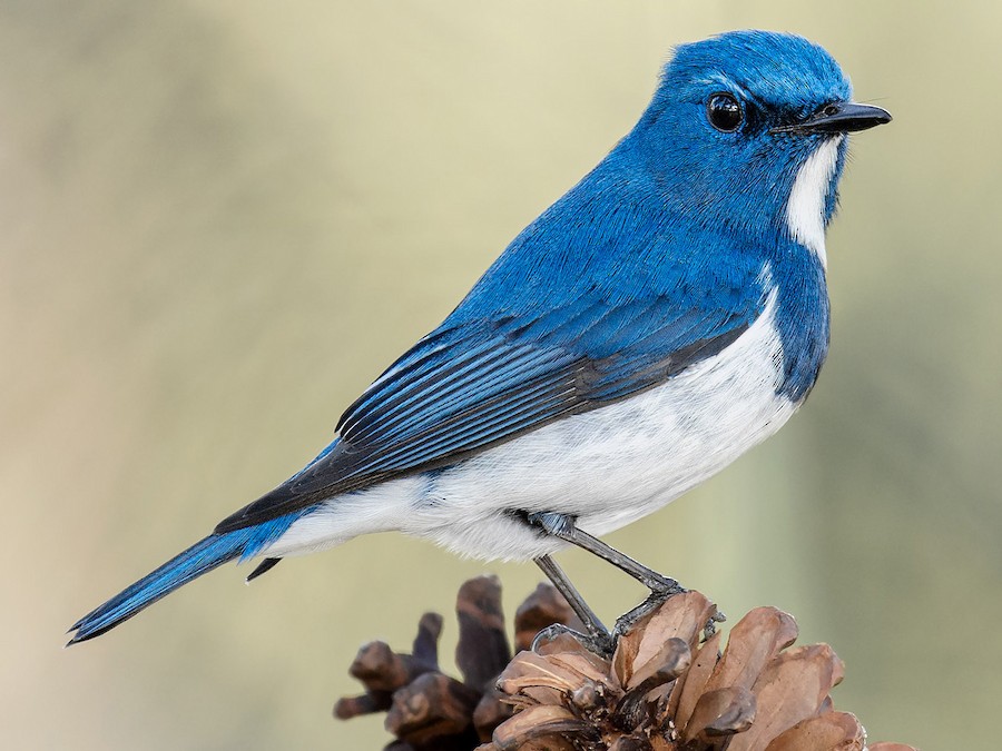 Beautiful Blue Bird, Ultramarine Flycatcher Isolated On White