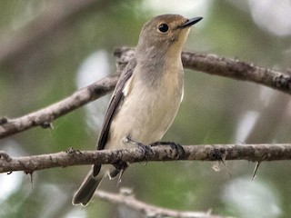 雌成鳥 - dhanapal kondasamy - ML151287681