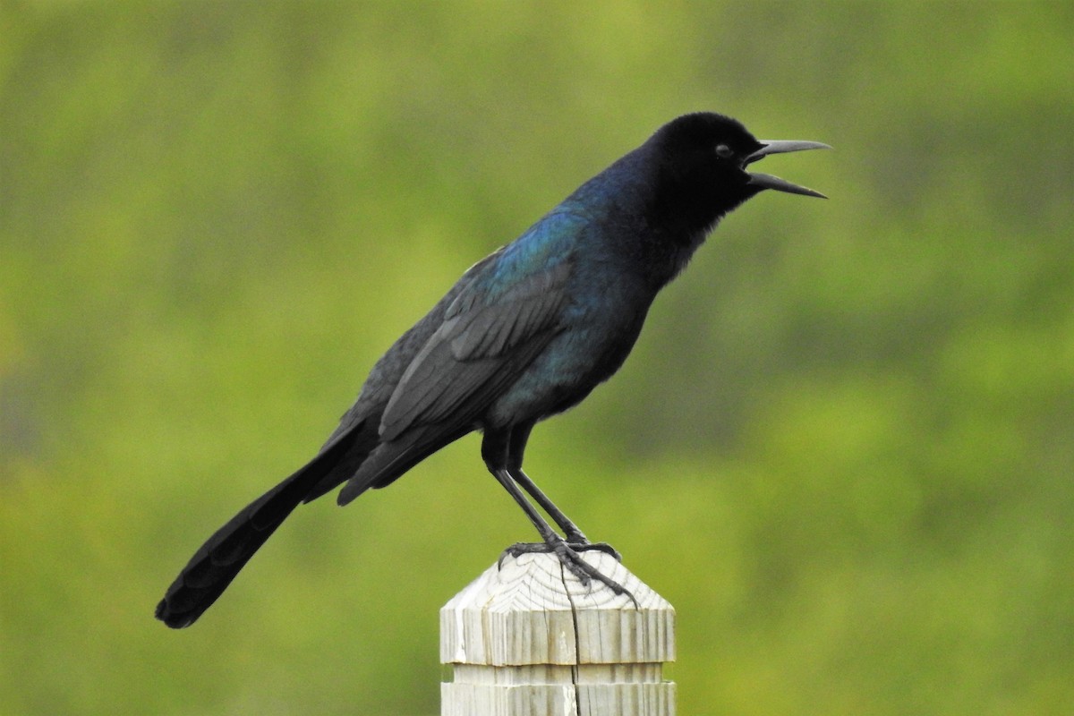 Boat-tailed Grackle - ML151288331