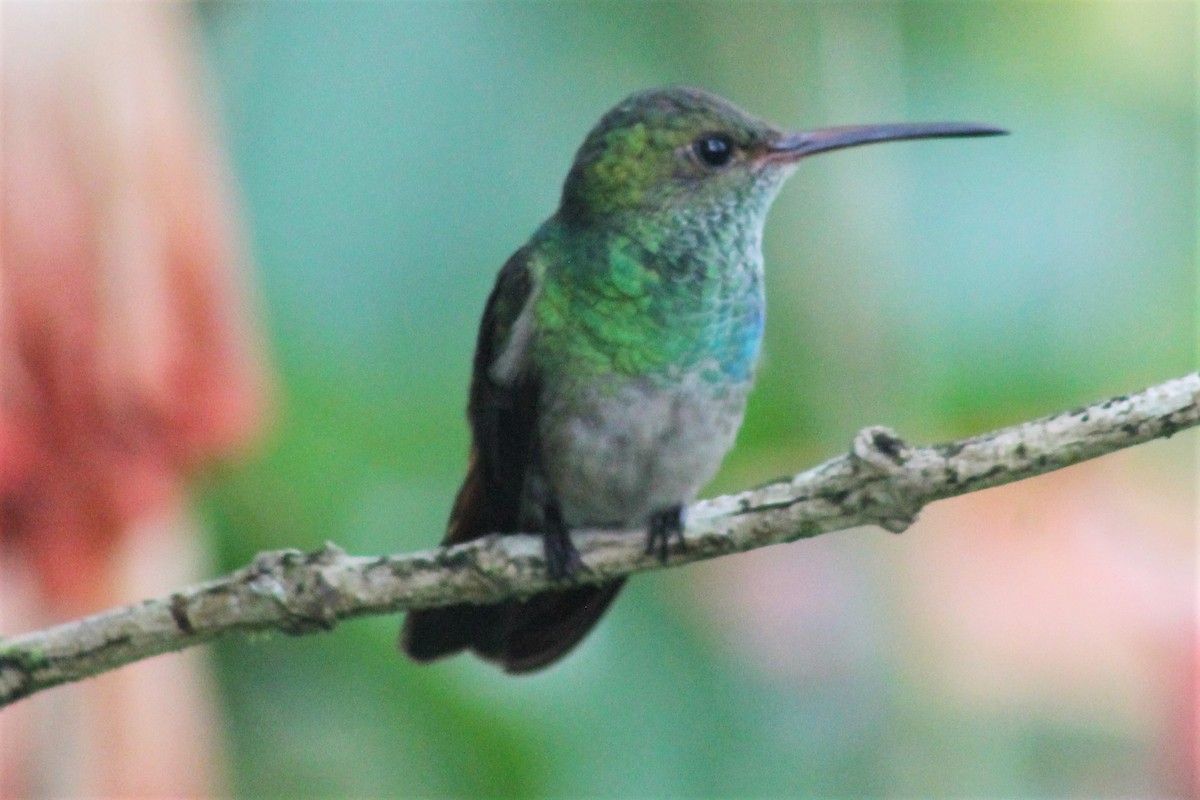 Blue-chested Hummingbird - Greg Laverty