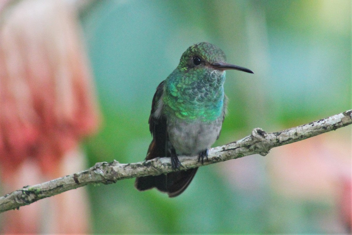 kolibřík modroprsý - ML151289281