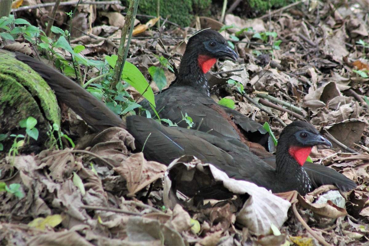 Crested Guan - Greg Laverty
