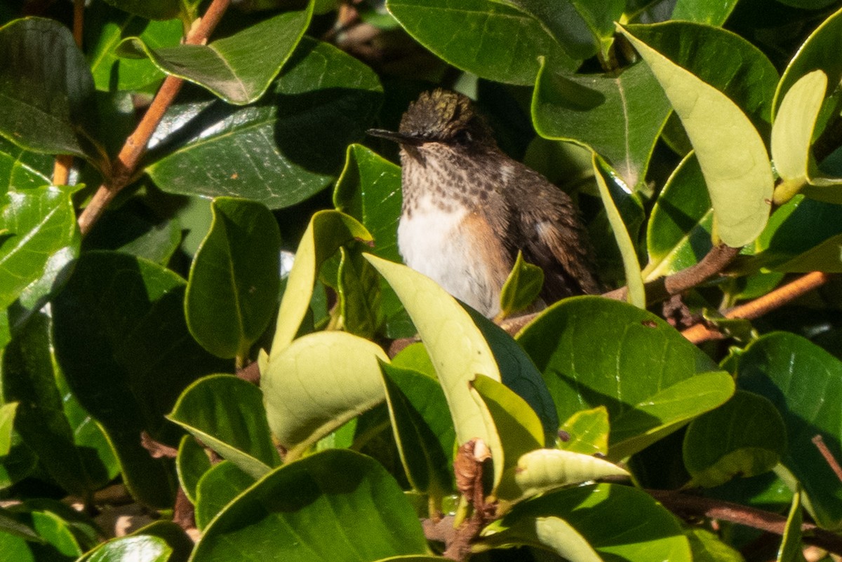 Scintillant Hummingbird - Deedee OBrien