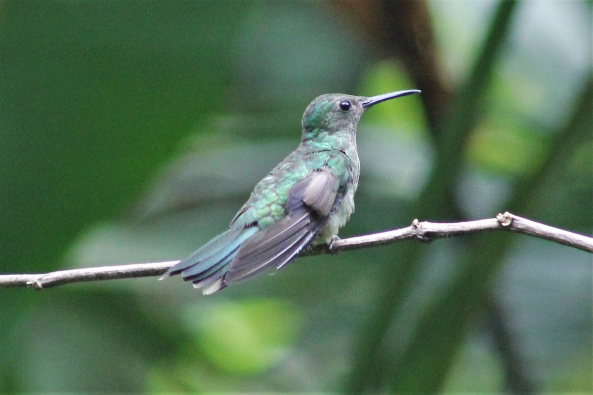 kolibřík skvrnitoprsý - ML151290421