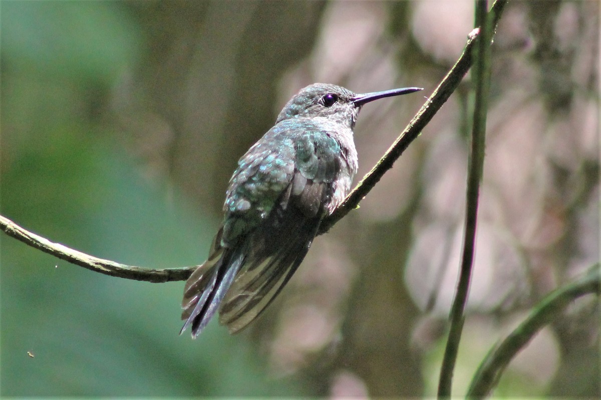 kolibřík skvrnitoprsý - ML151290441