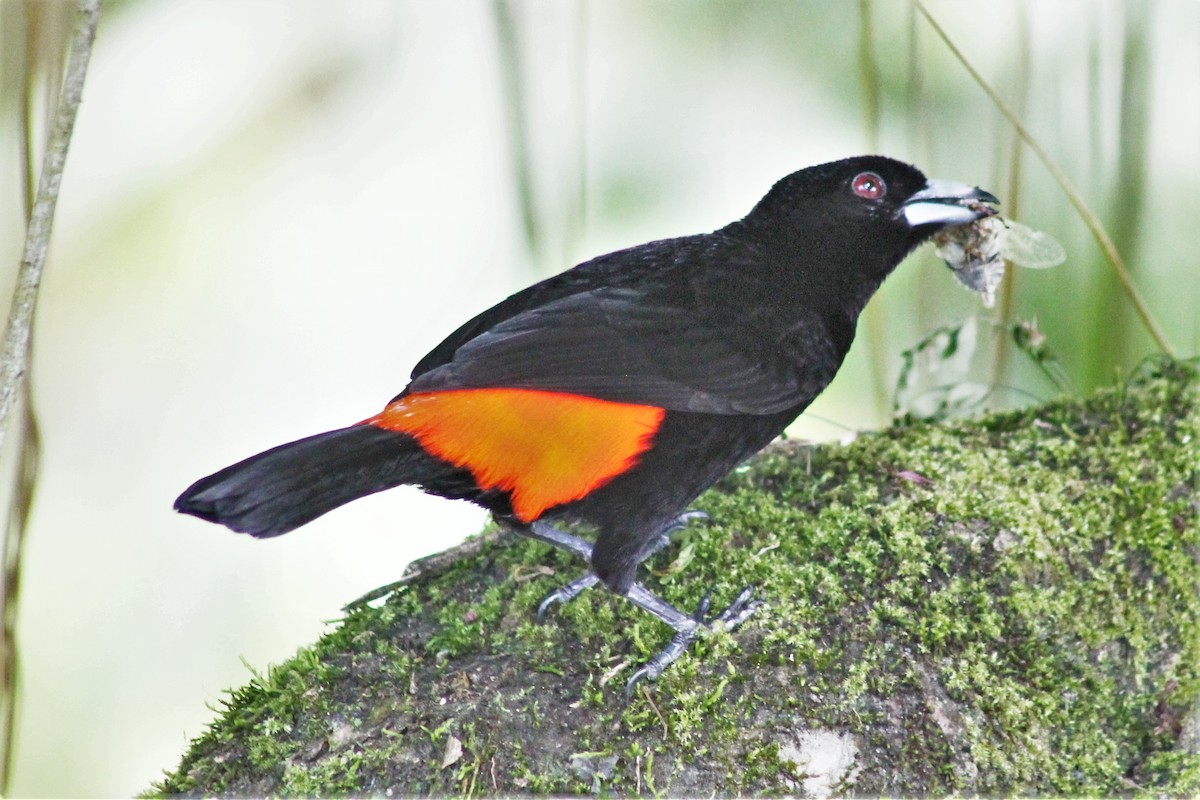 Scarlet-rumped Tanager - Greg Laverty