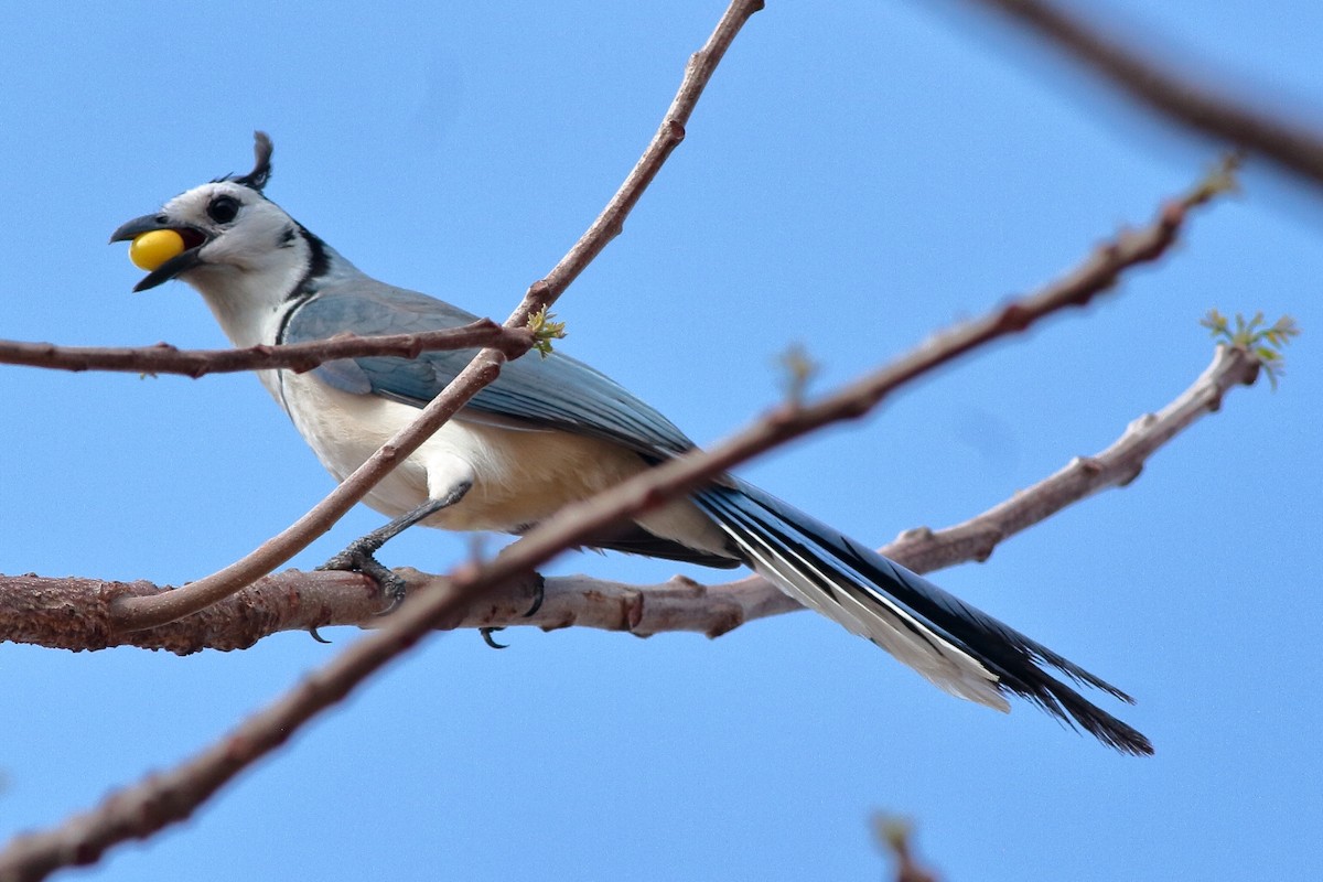 White-throated Magpie-Jay - Manfred Bienert