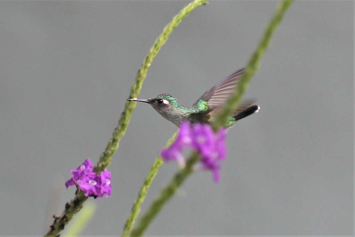Violet-headed Hummingbird - ML151290701