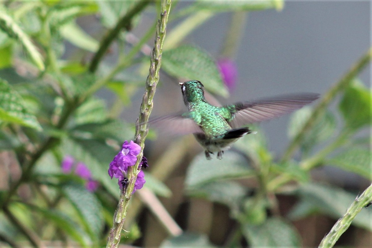 Violet-headed Hummingbird - Greg Laverty