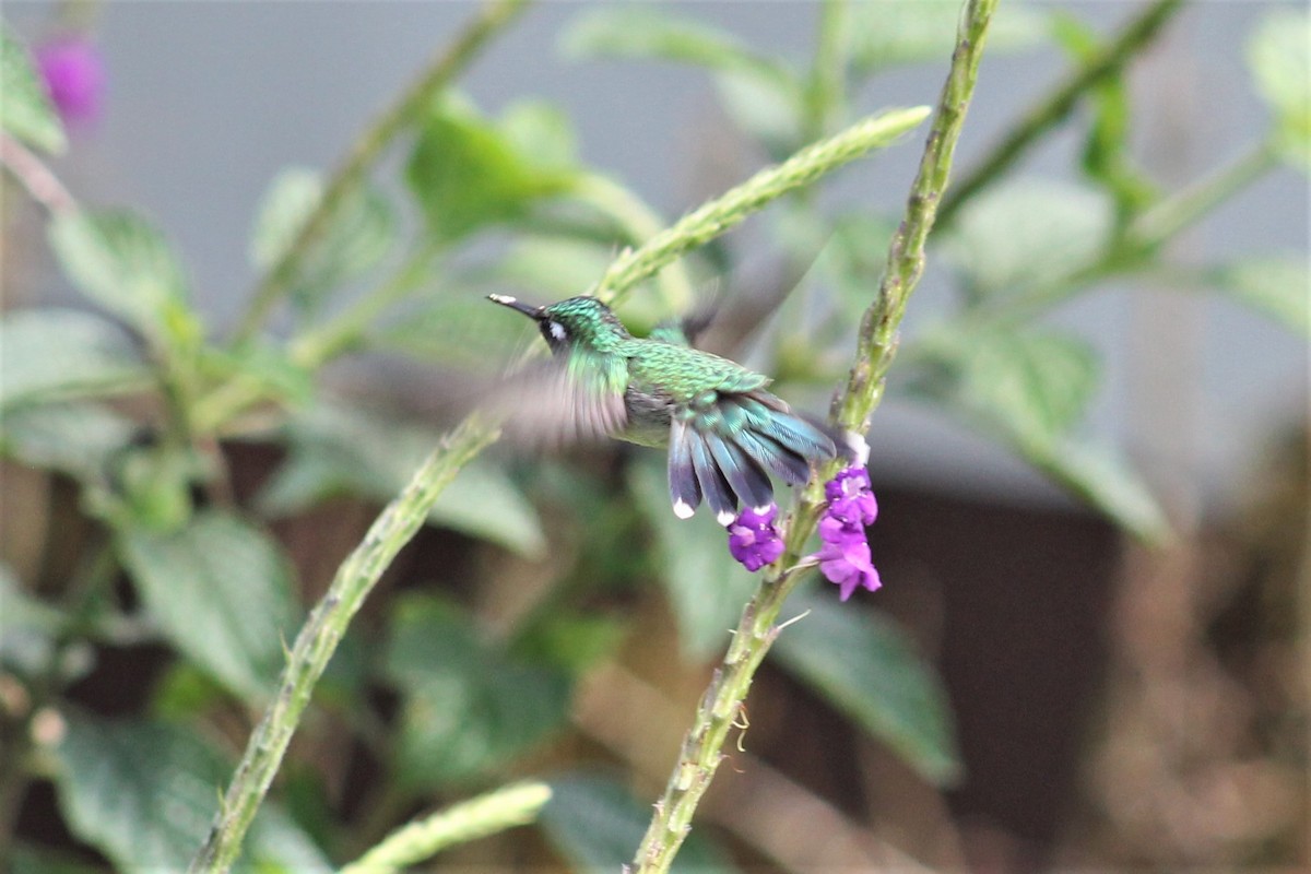 Violet-headed Hummingbird - ML151290721