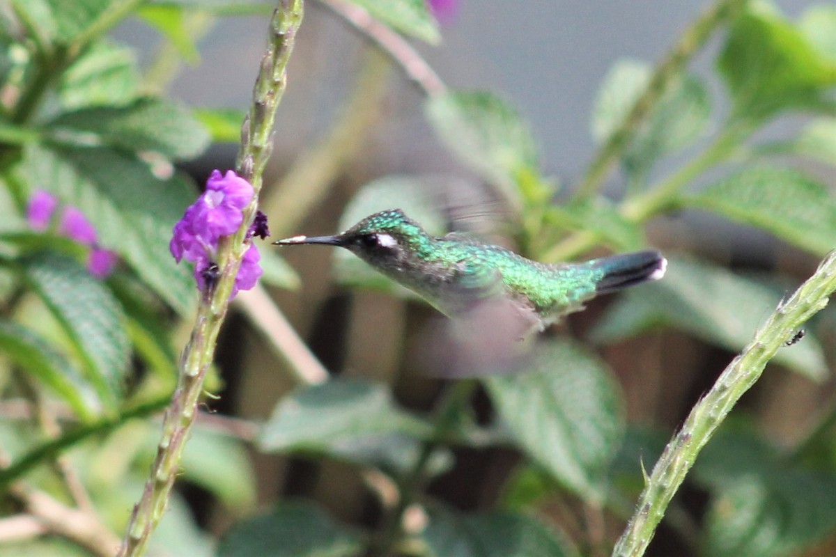 kolibřík fialovohlavý - ML151290731