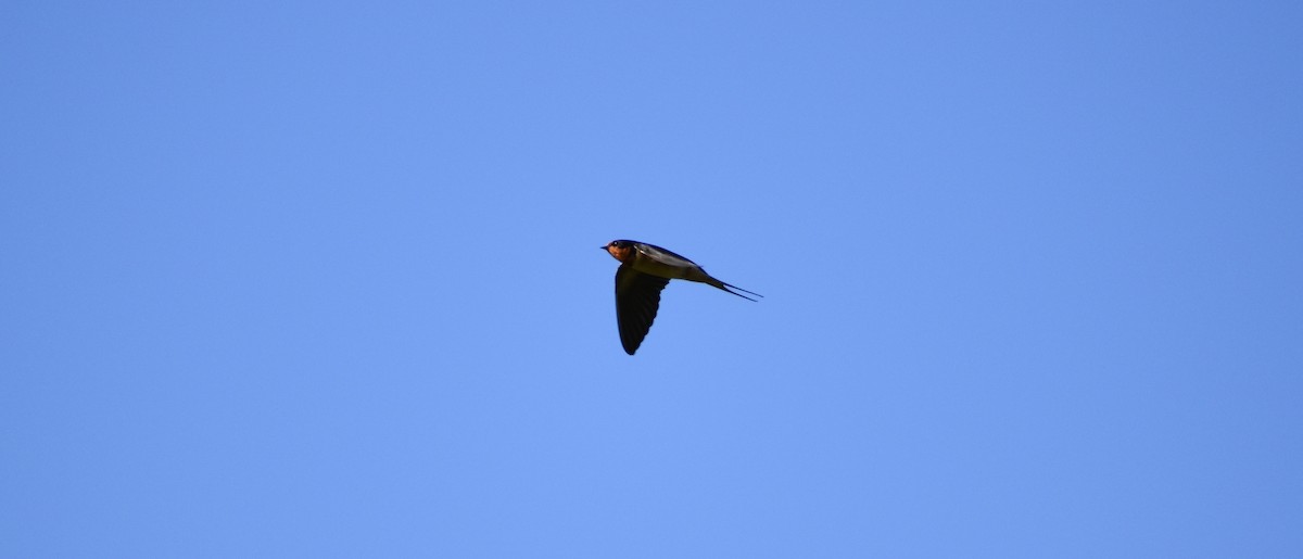 Barn Swallow - ML151292521