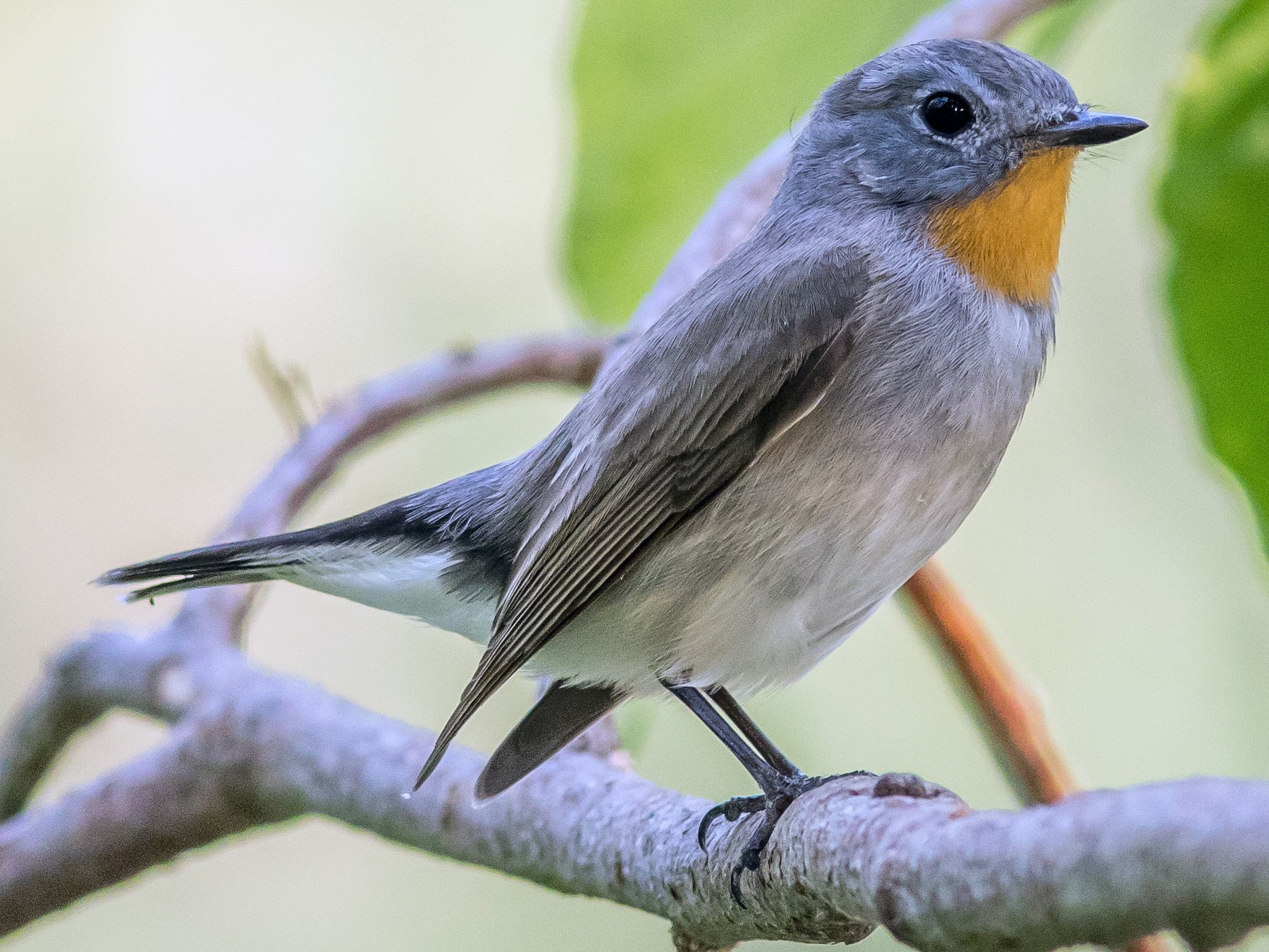 Taiga Flycatcher - Andrew Pierce