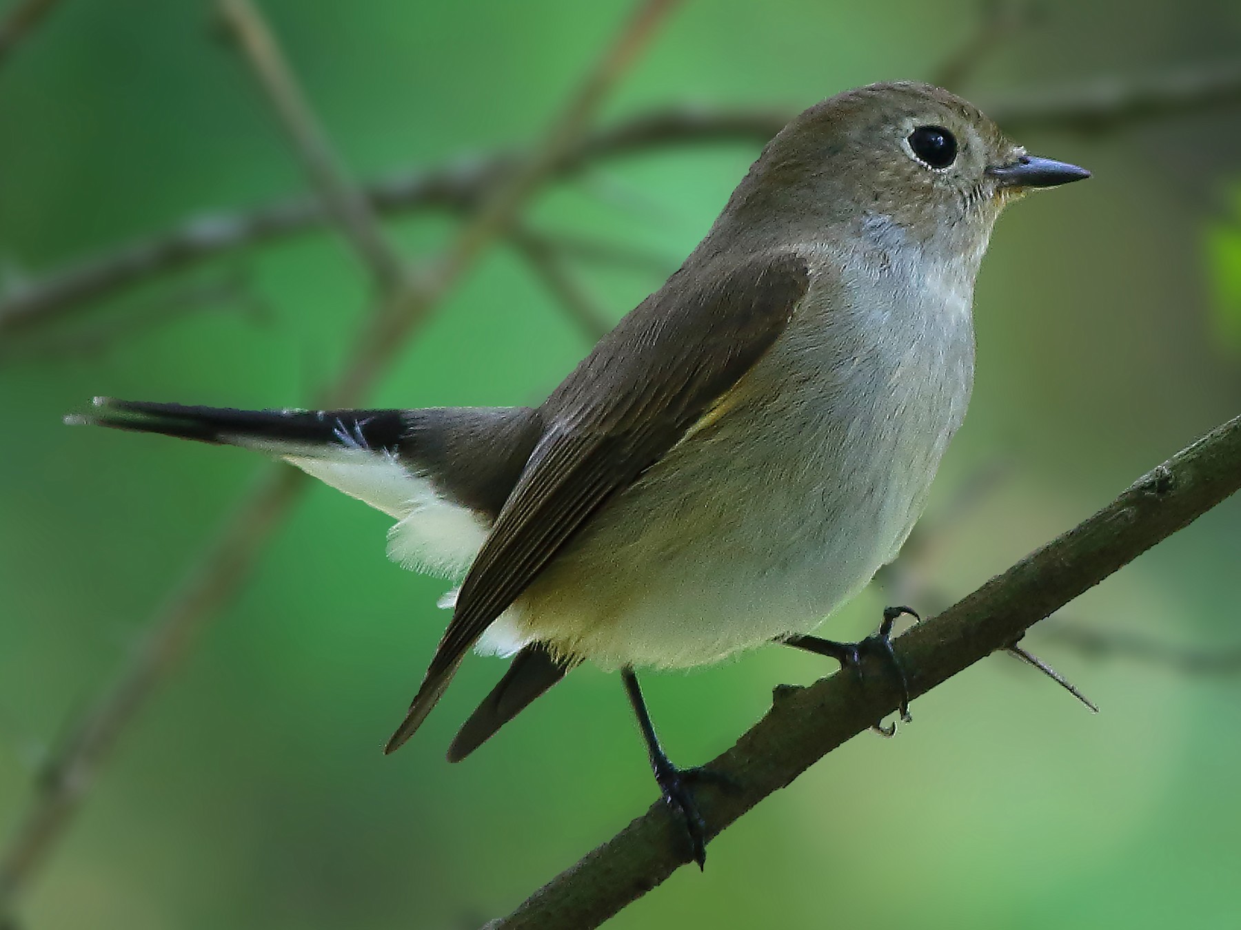 Taiga Flycatcher - Amitava Ganguly