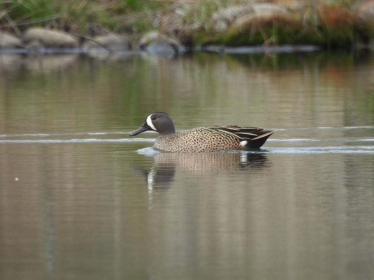 Blue-winged Teal - ML151293851