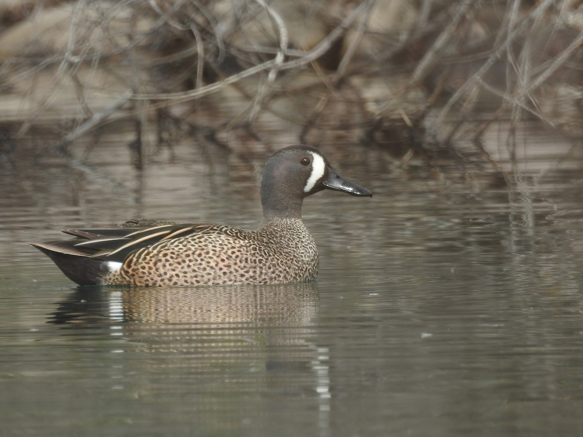 Blue-winged Teal - ML151293861