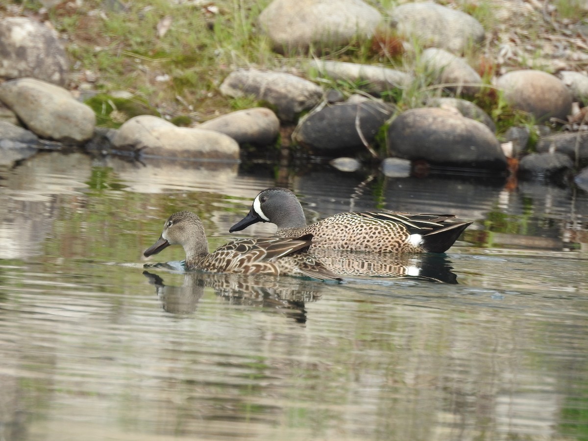 Blue-winged Teal - ML151294001