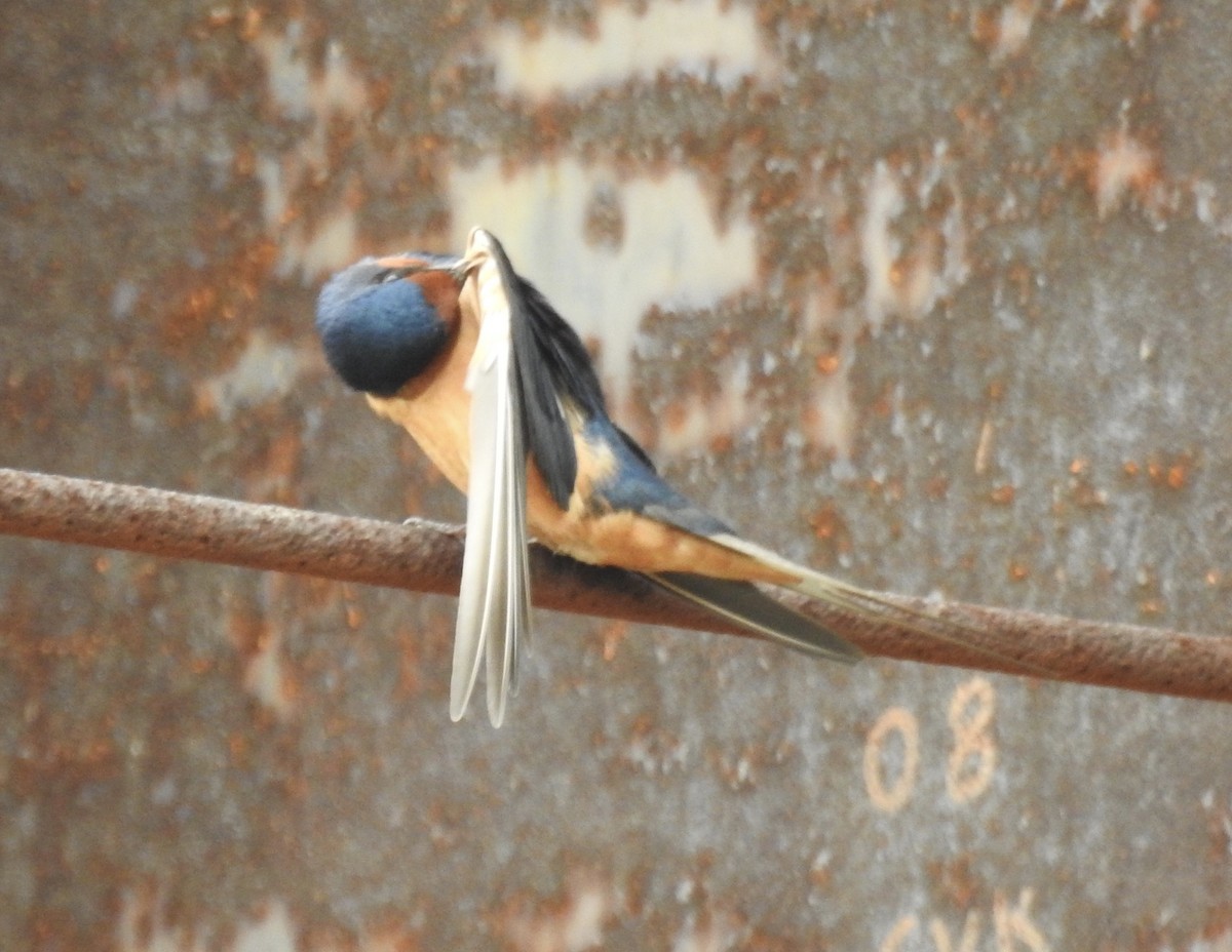 Barn Swallow (American) - Sharon Forsyth