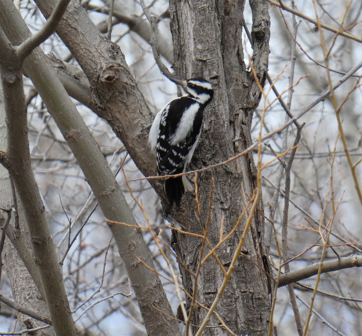 Hairy Woodpecker (Eastern) - Lori Zabel