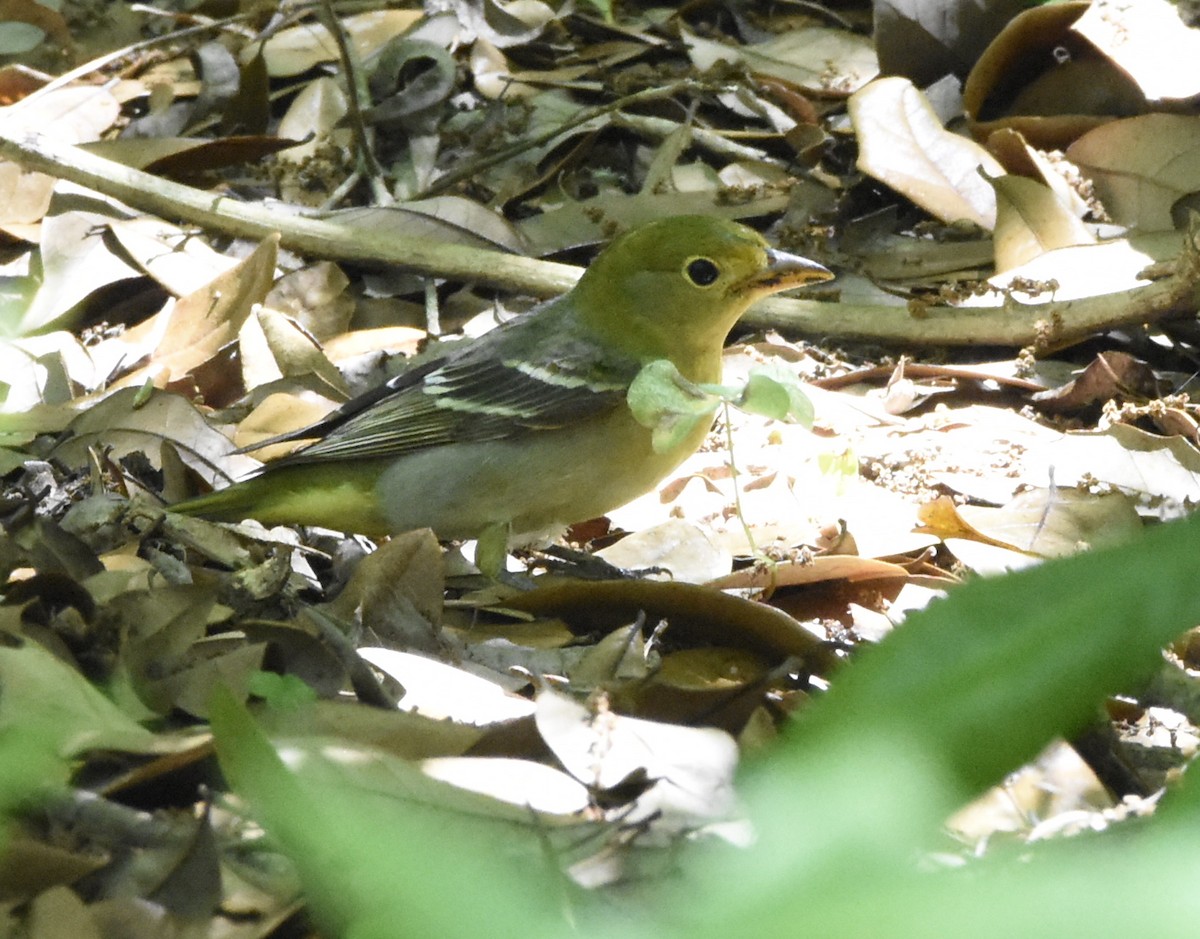 Western Tanager - ML151297841