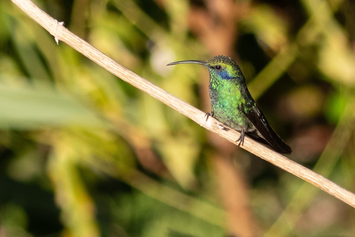 kolibřík modrouchý - ML151298441