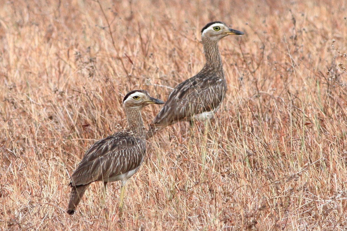 Double-striped Thick-knee - Manfred Bienert