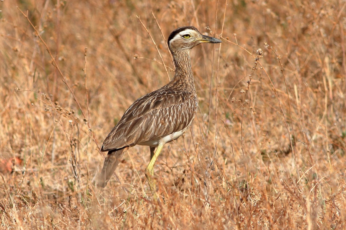 Double-striped Thick-knee - Manfred Bienert