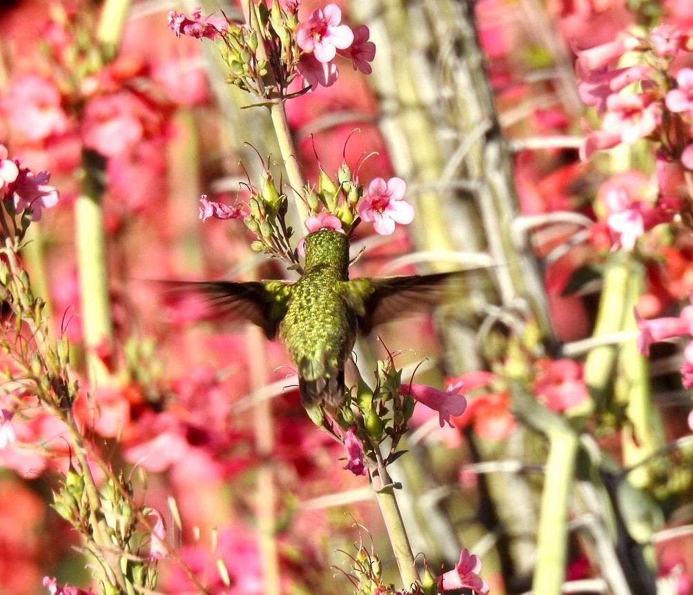 Calliope Hummingbird - ML151300381