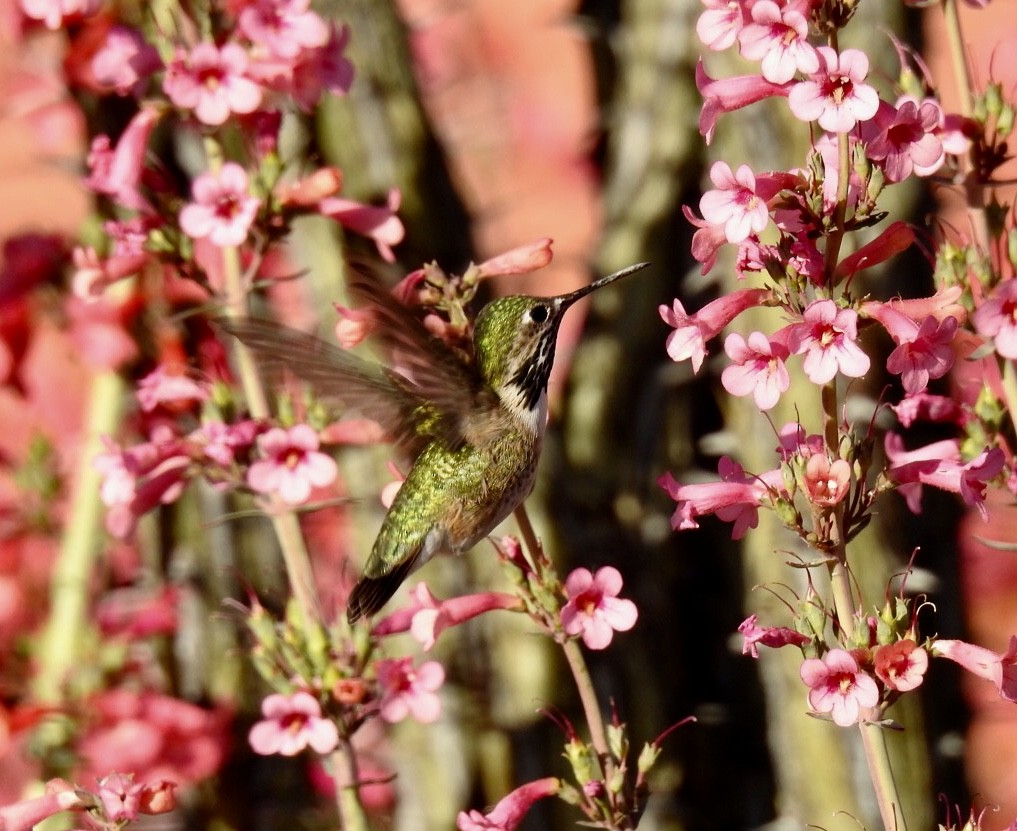 Calliope Hummingbird - ML151300421