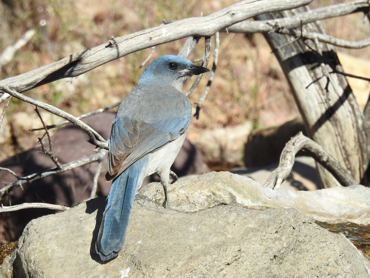 Mexican Jay - Bruce Hoover