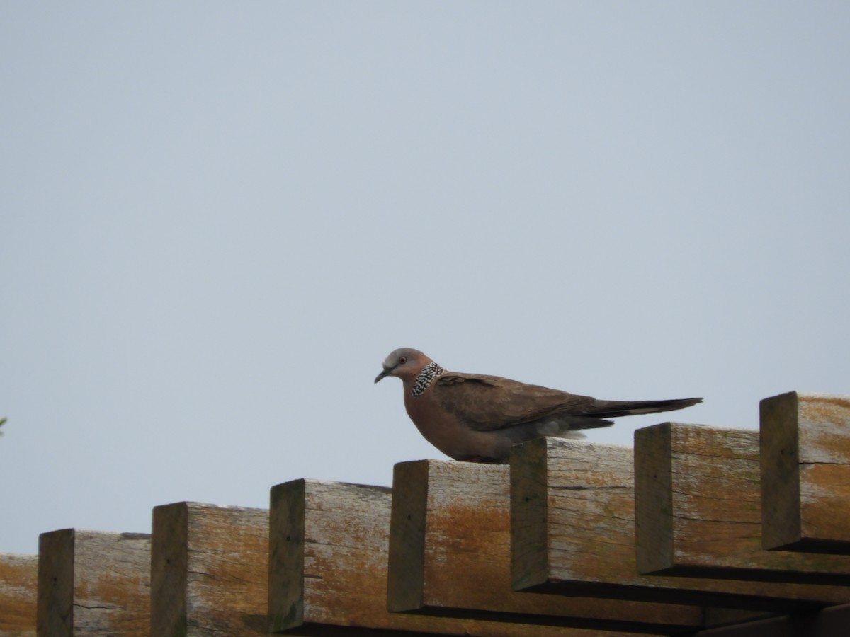 Spotted Dove (Eastern) - ML151303271