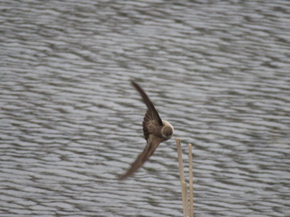 Northern Rough-winged Swallow - Michael DeWispelaere