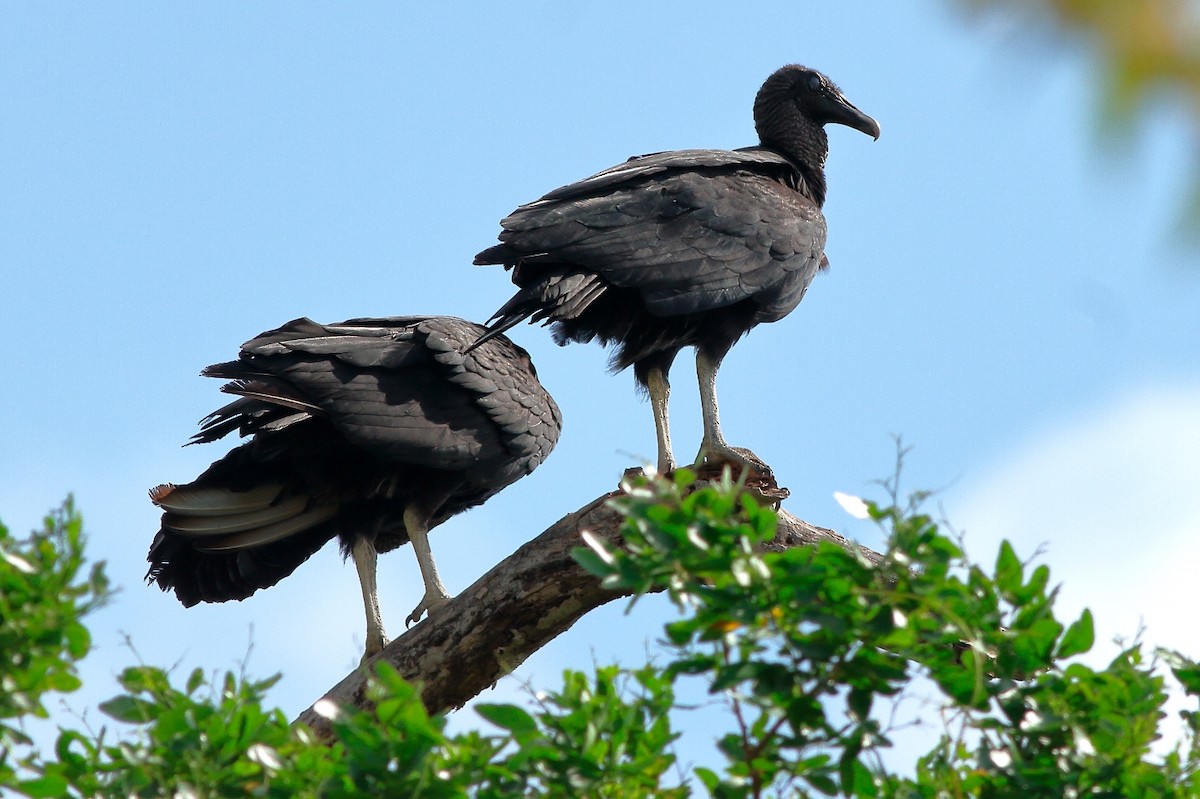 Black Vulture - Manfred Bienert