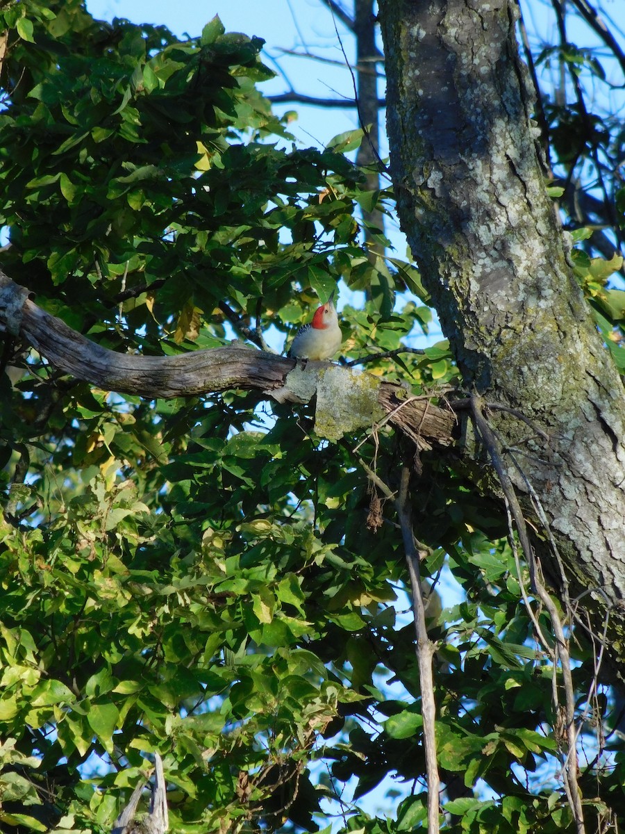 Red-bellied Woodpecker - Abby Ciona