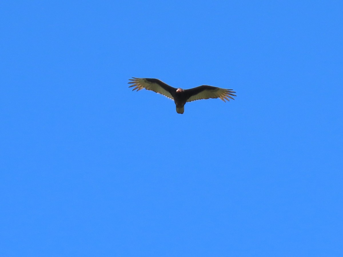Turkey Vulture - Joan Baker