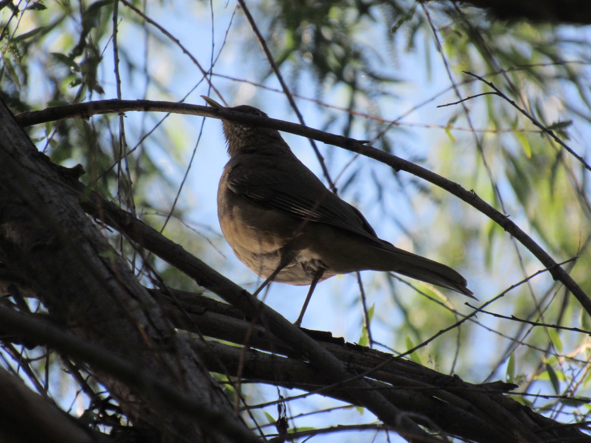 Clay-colored Thrush - Liliana  Hernández