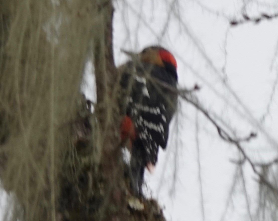 Darjeeling Woodpecker - Peter Gagarin