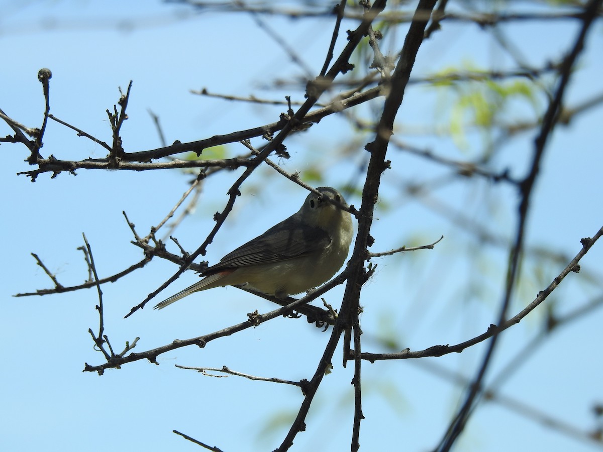 Lucy's Warbler - ML151311141
