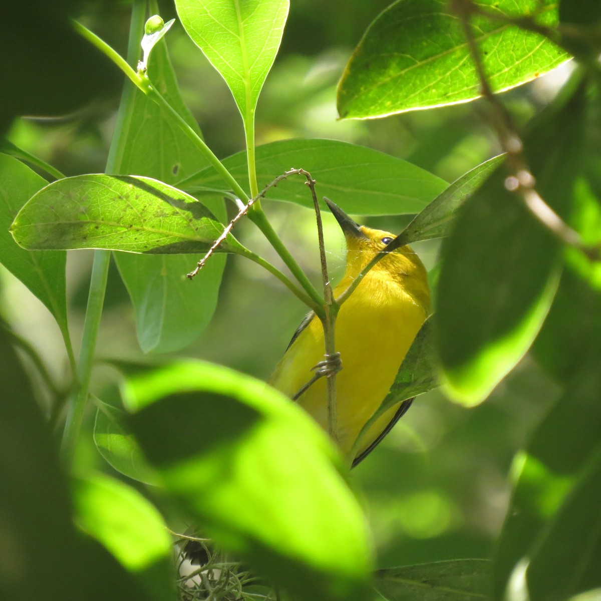 Prothonotary Warbler - ML151311501