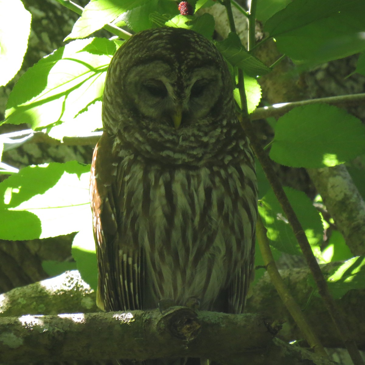 Barred Owl - ML151311651