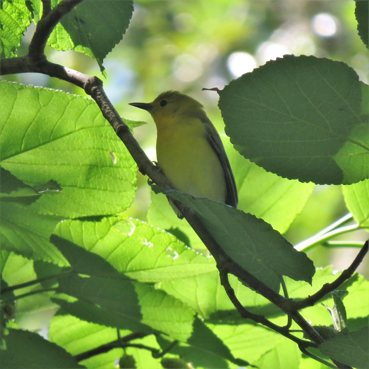Prothonotary Warbler - ML151311791
