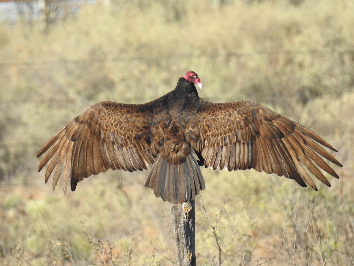 Turkey Vulture - ML151311981