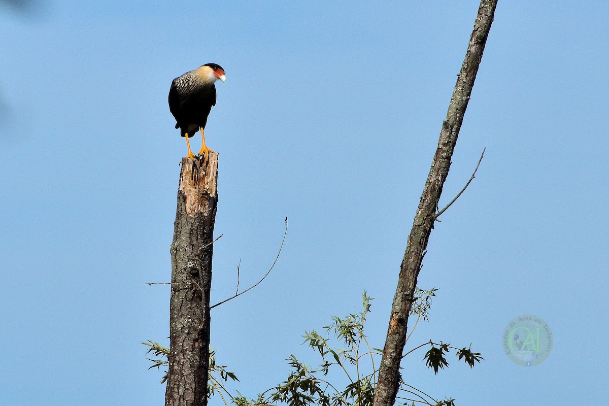 Crested Caracara (Southern) - ML151312251