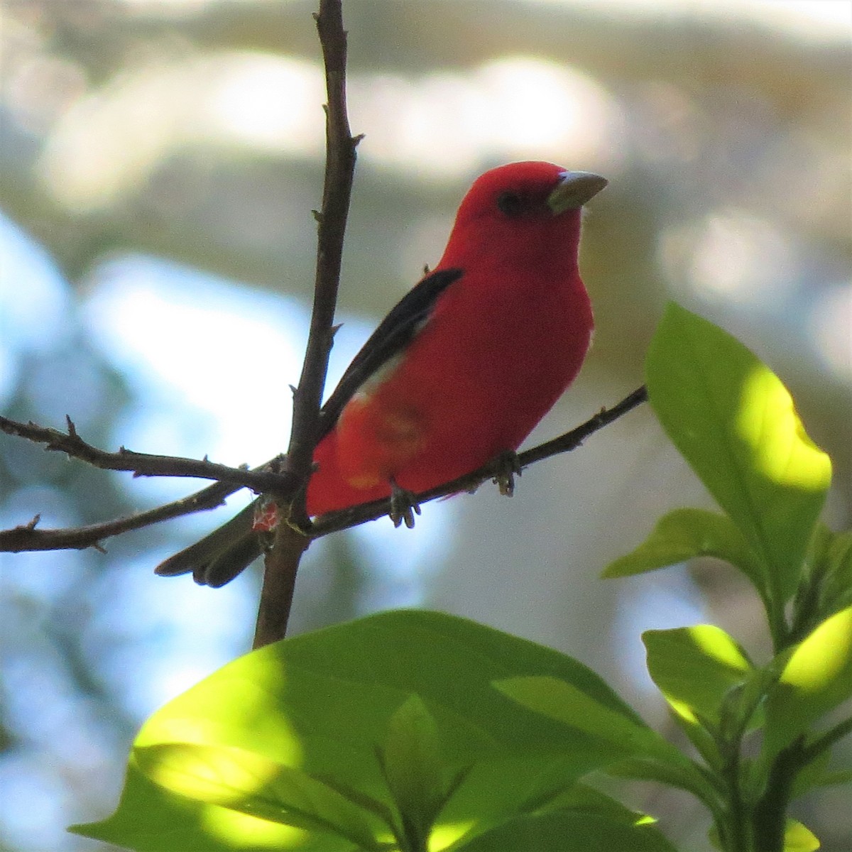 Scarlet Tanager - ML151312321