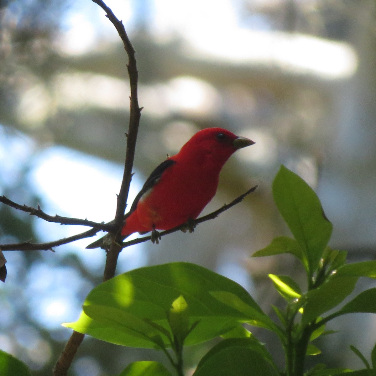 Scarlet Tanager - ML151312361