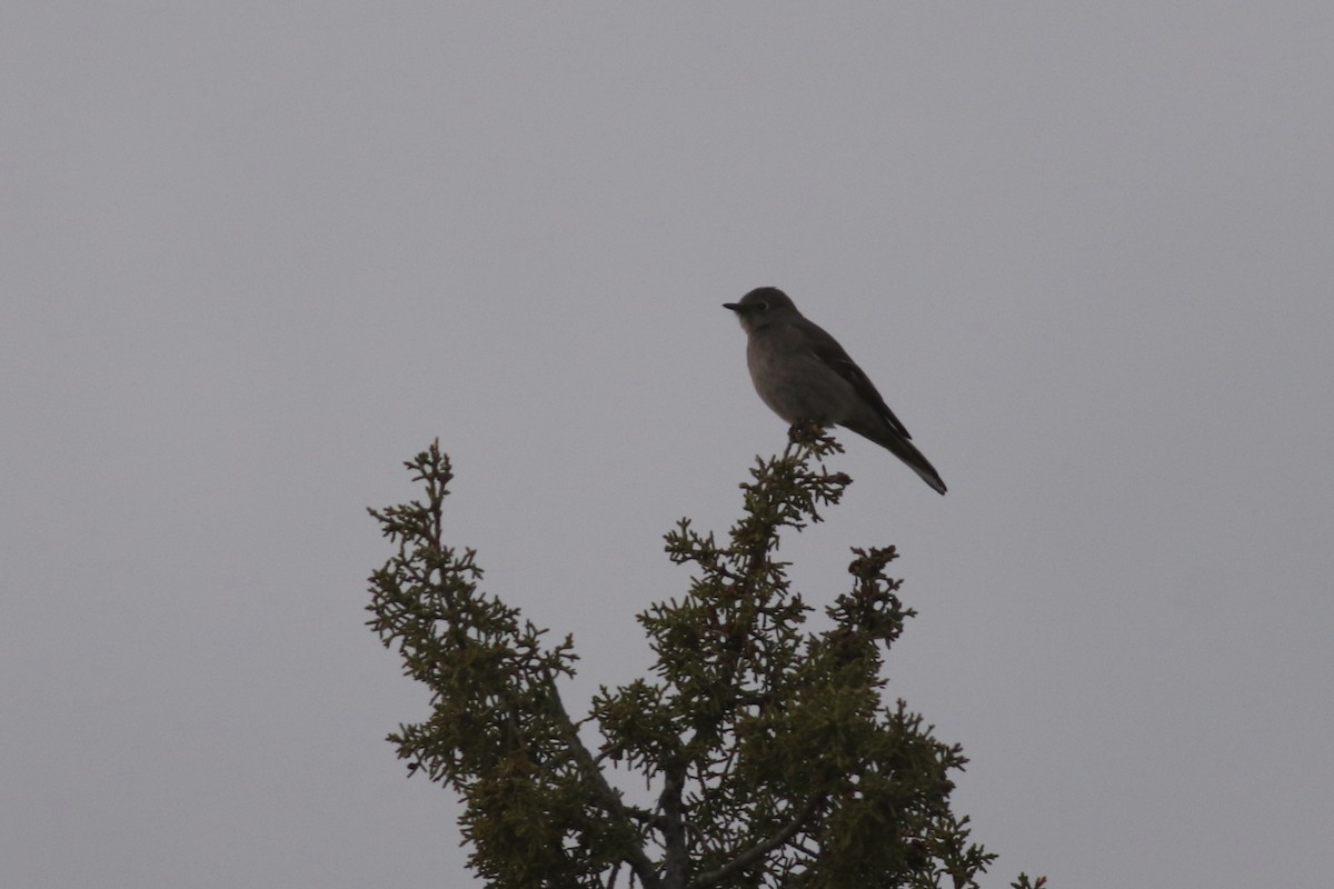 Townsend's Solitaire - ML151312621