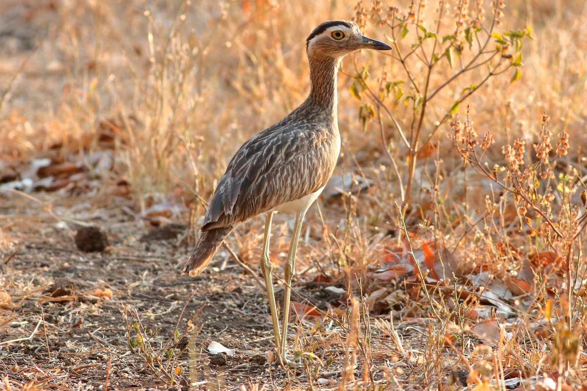 Double-striped Thick-knee - ML151314401
