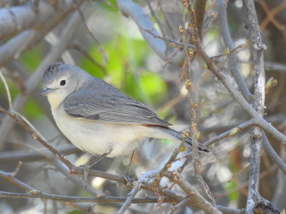 Lucy's Warbler - Bruce Hoover