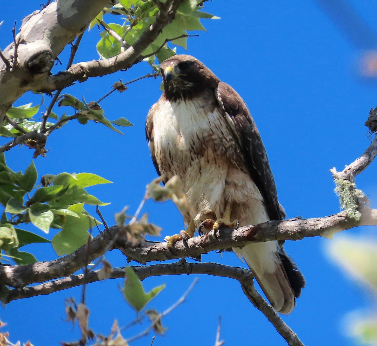 Red-tailed Hawk - ML151315601